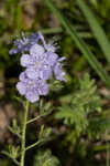 Prairie phacelia